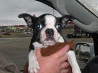 roxie